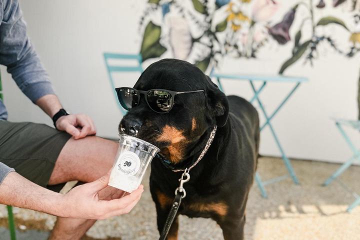 Pet Friendly The Coffee Co.
