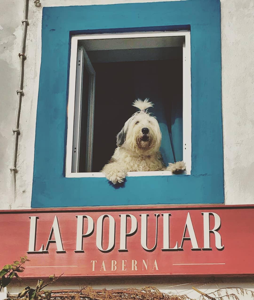 Pet Friendly Taberna La Popular