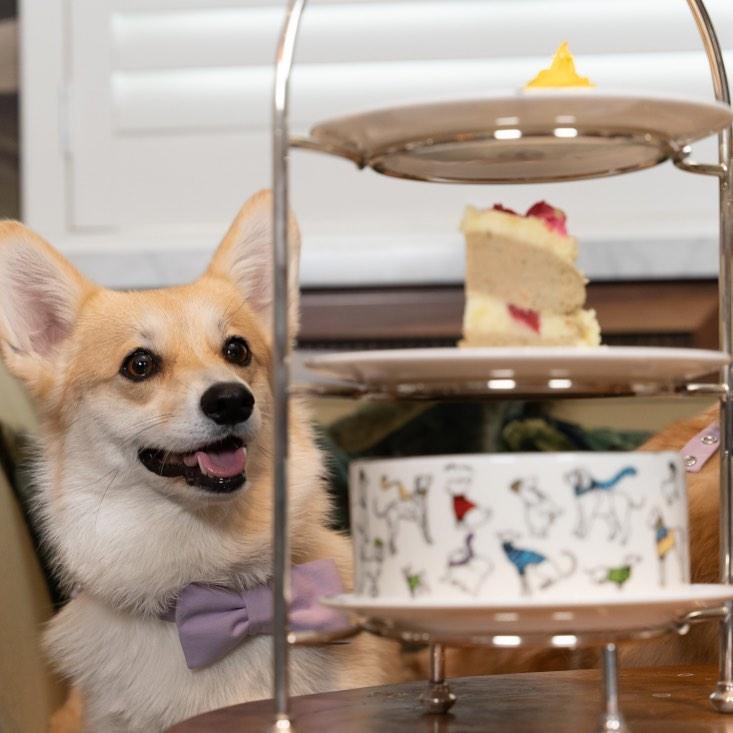 Pet Friendly Afternoon Tea at The Parlour