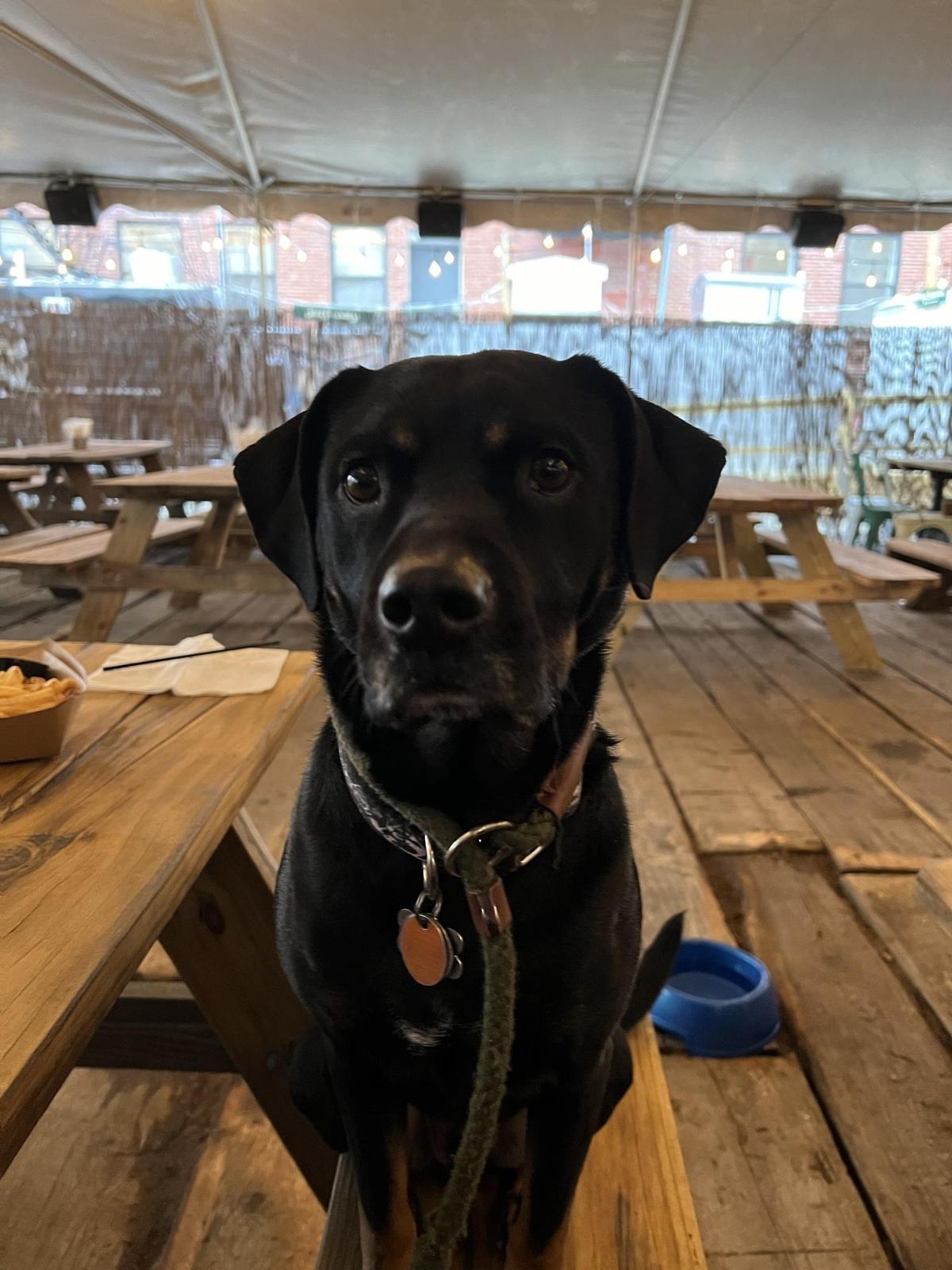 Dog Friendly Restaurants in Woodlyn PA BringFido