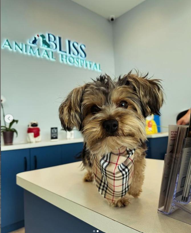 Pet Friendly Bliss Animal Hospital