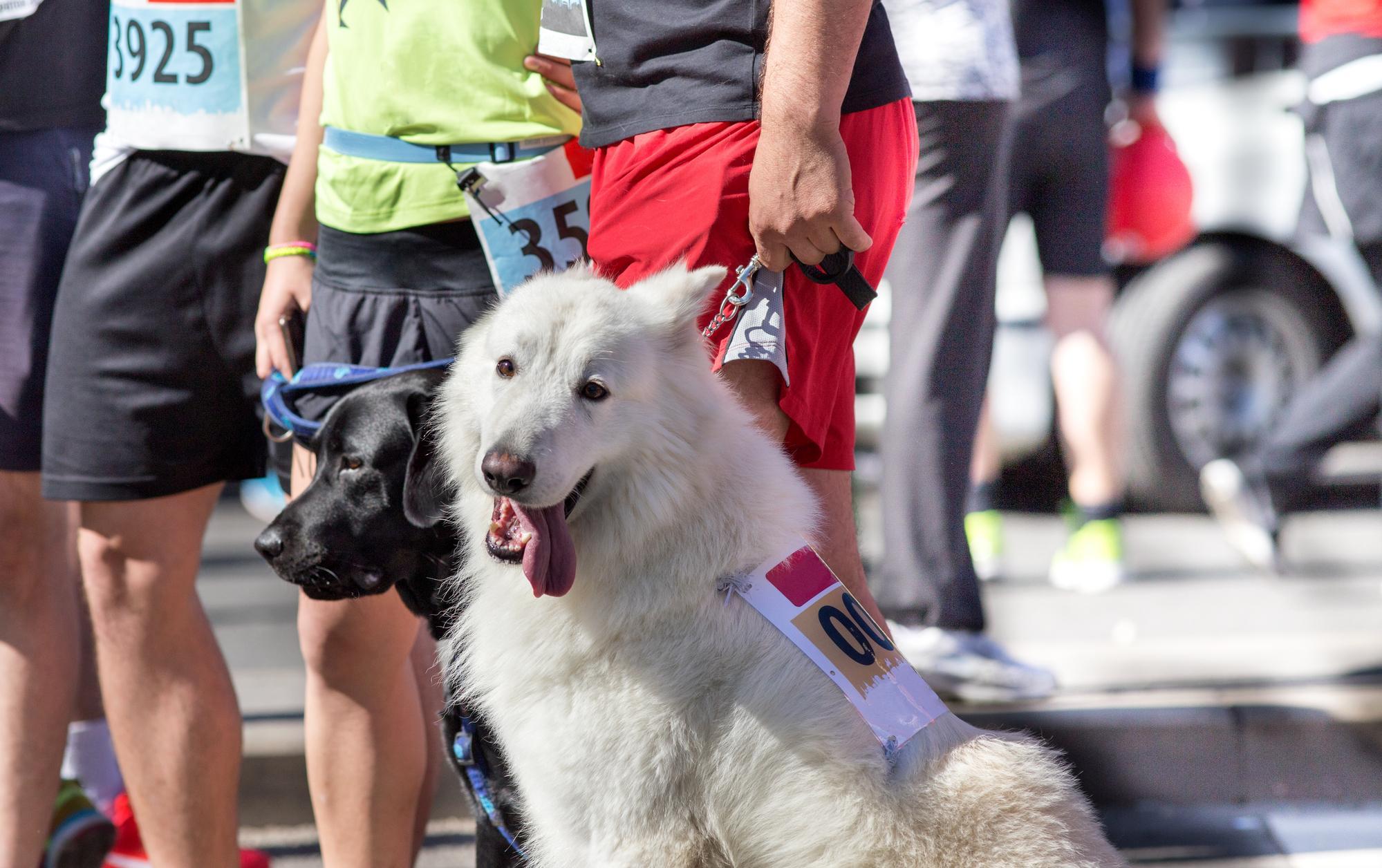 Pet Friendly K-9 Klassic