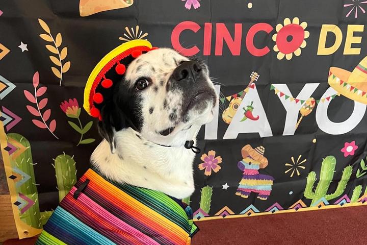 Pet Friendly Barko de Mayo: A Fiesta For You and Your Fur Amigo