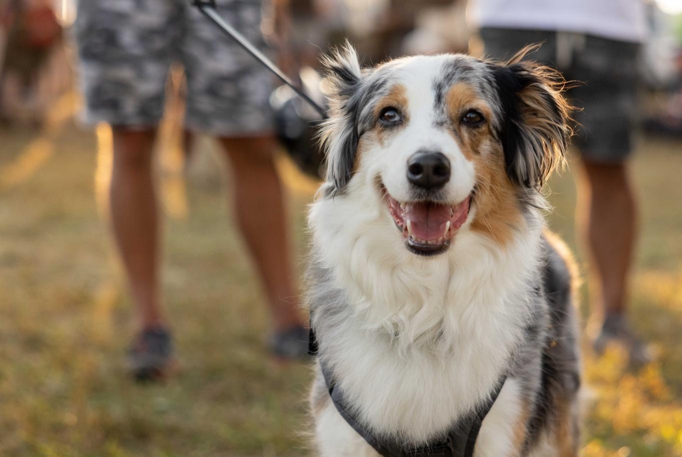 Pet Friendly Overland Expo - West