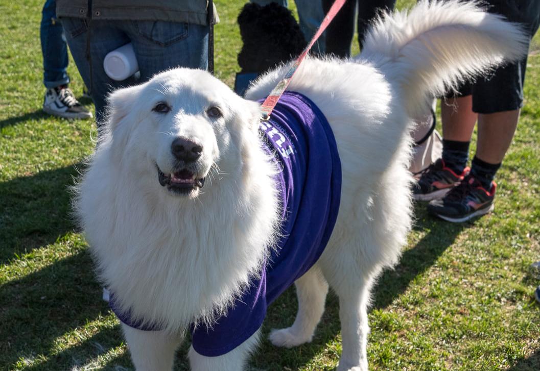 Pet Friendly Walk to End Epilepsy - Salt Lake City