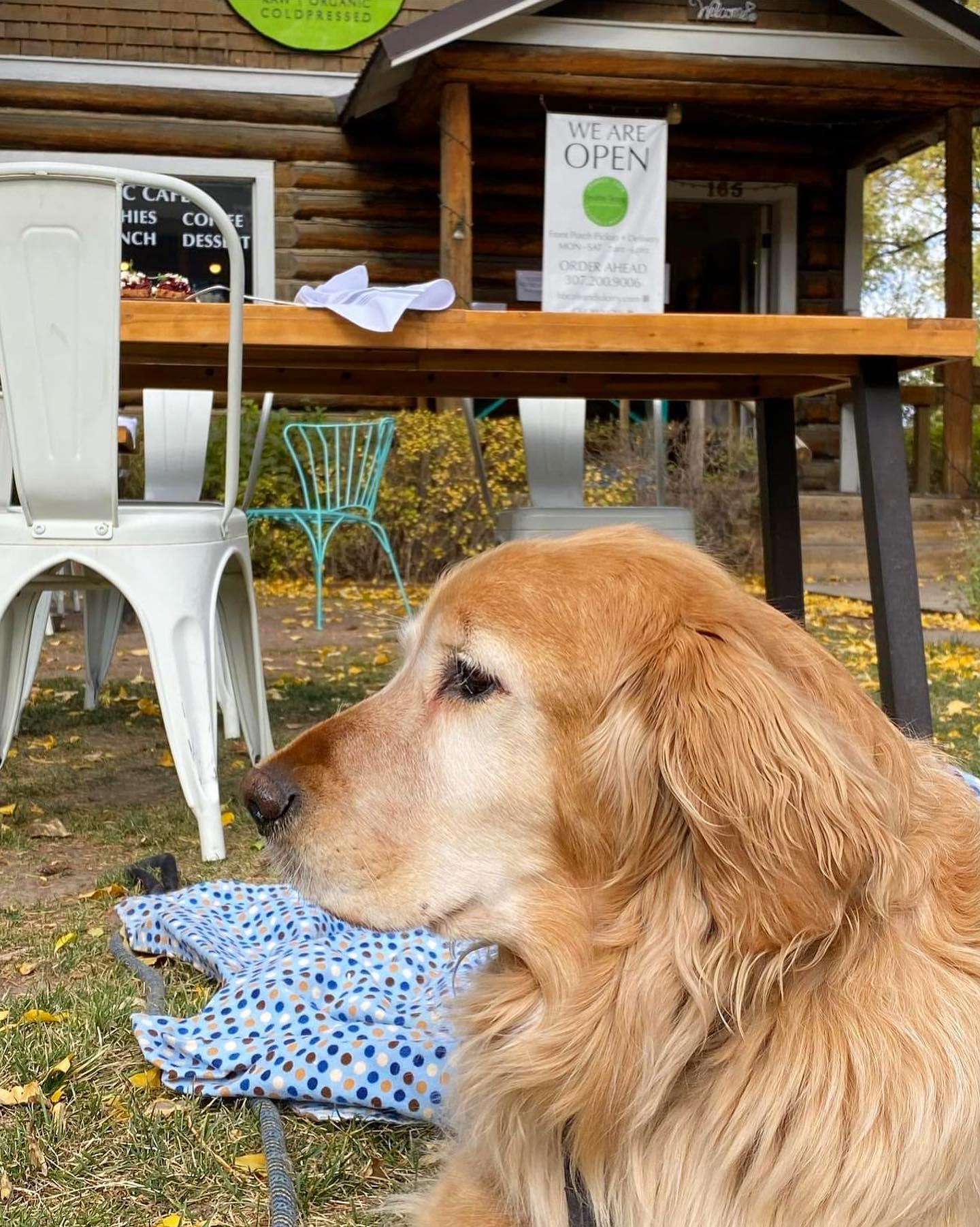 Pet Friendly Healthy Being Café