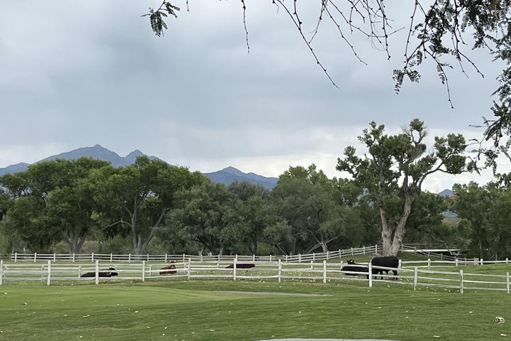 Pet Friendly Stables Ranch Grille
