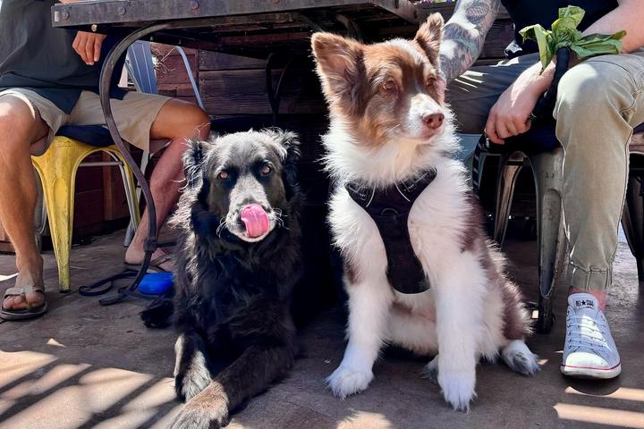 Pet Friendly Yappy Hour: Happy Hour for You and Your Pooch