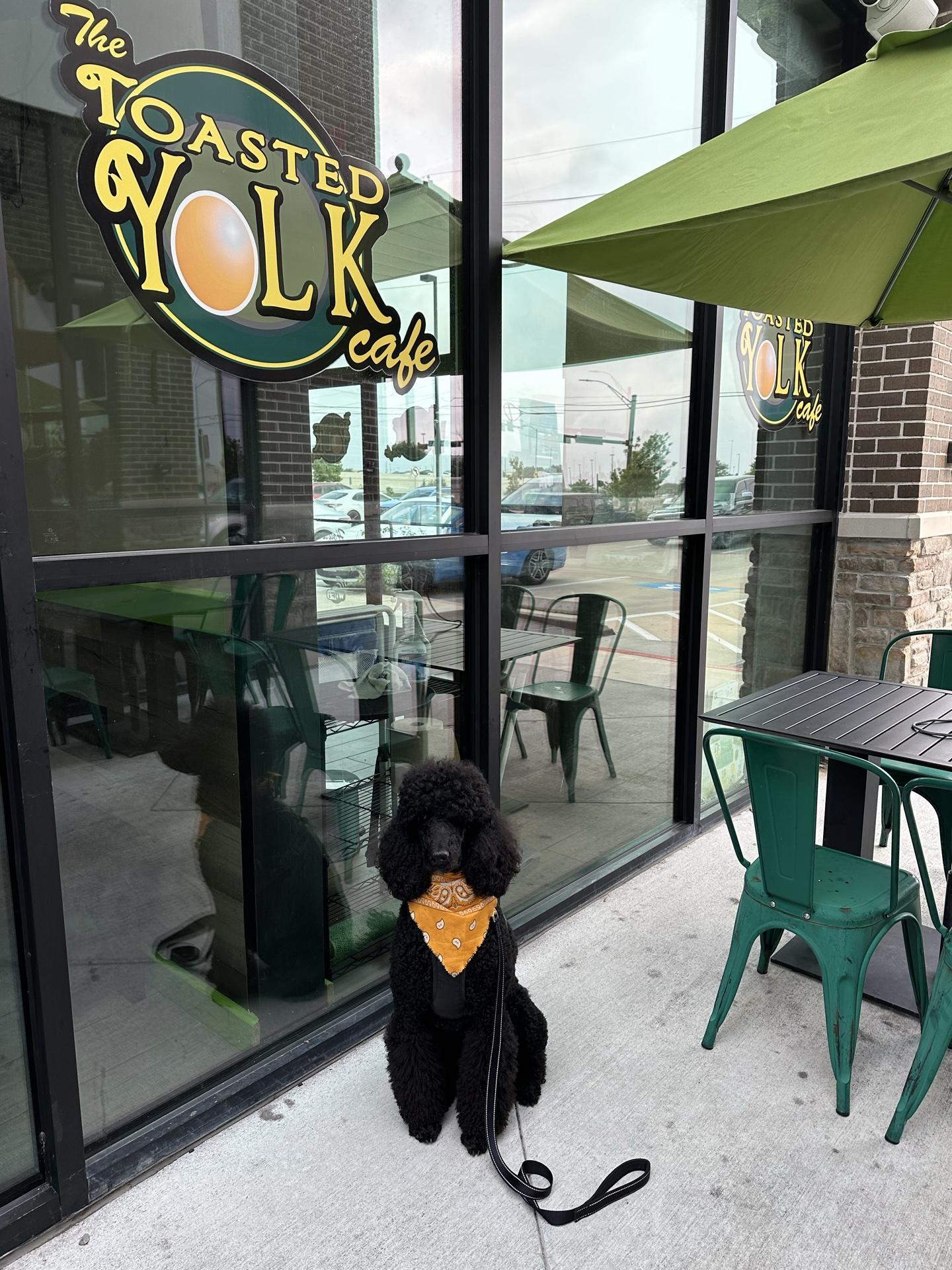 Pet Friendly The Toasted Yolk