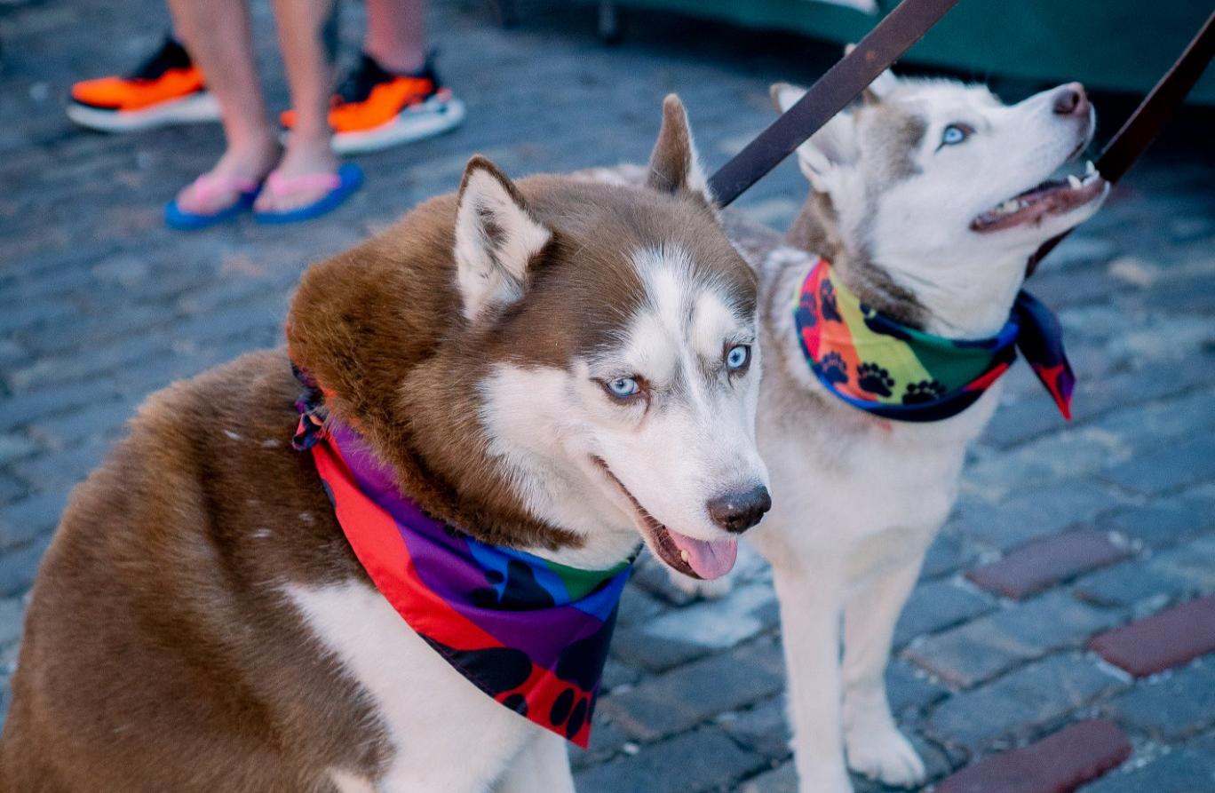 Pet Friendly Kokomo's Pride Festival