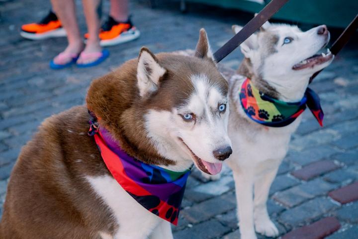Pet Friendly Kokomo's Pride Festival