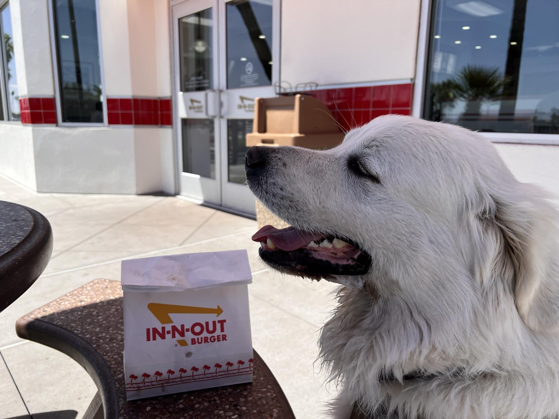 Pet Friendly In-N-Out Burger W Peoria Ave