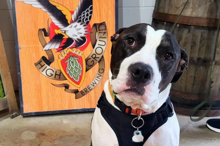 Pet Friendly Pups and Pints at High Ground Brewing