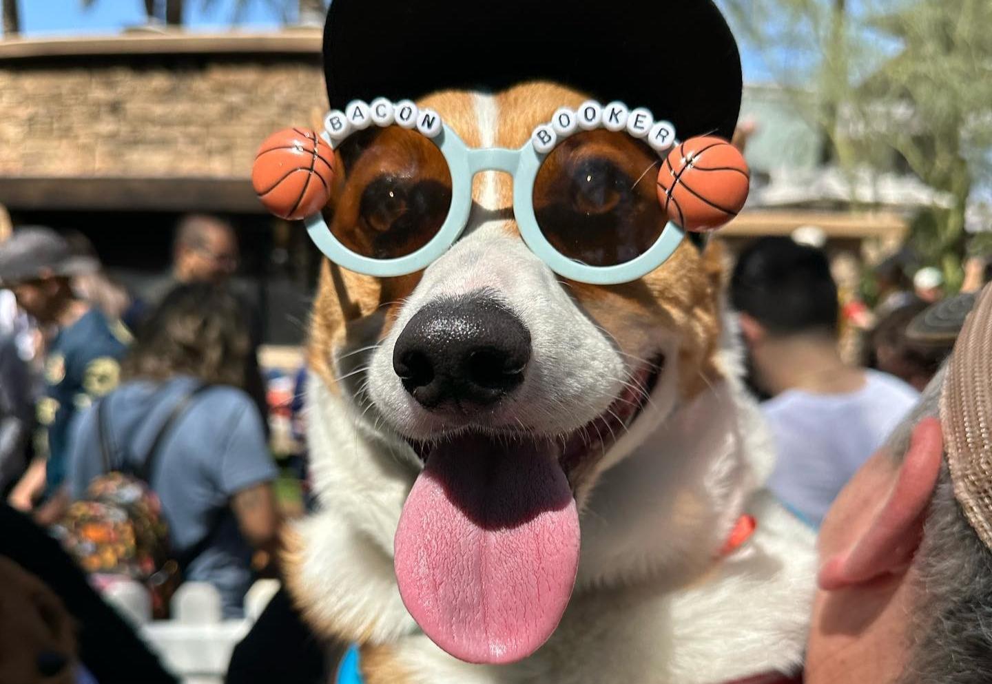 Pet Friendly Pup Festival
