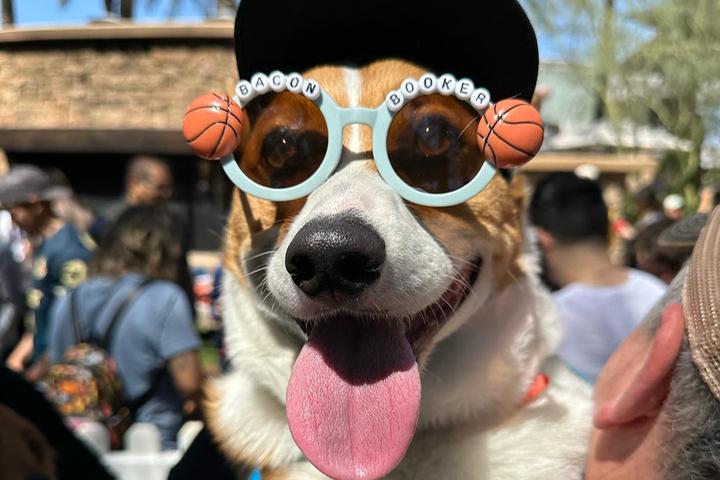Pet Friendly Pup Festival