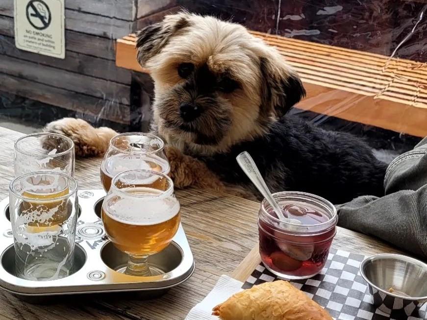 Pet Friendly Angry Hen Brewing Co.