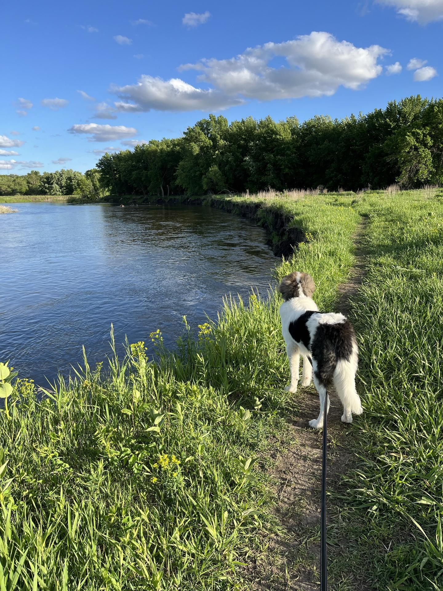 Pet Friendly Dog Training Area at Big Sioux Recreation Area