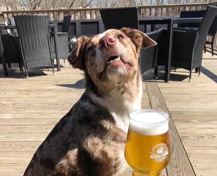 Pet Friendly Meddlesome Brewing Company
