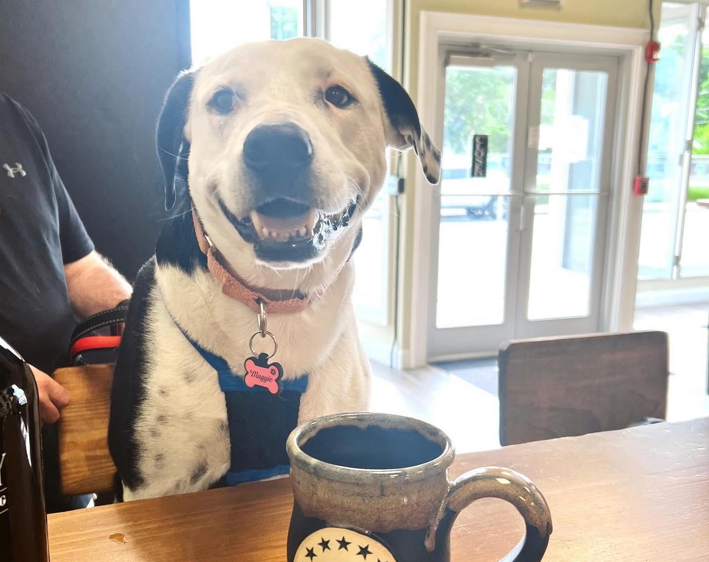 Pet Friendly Old Colony Brewing