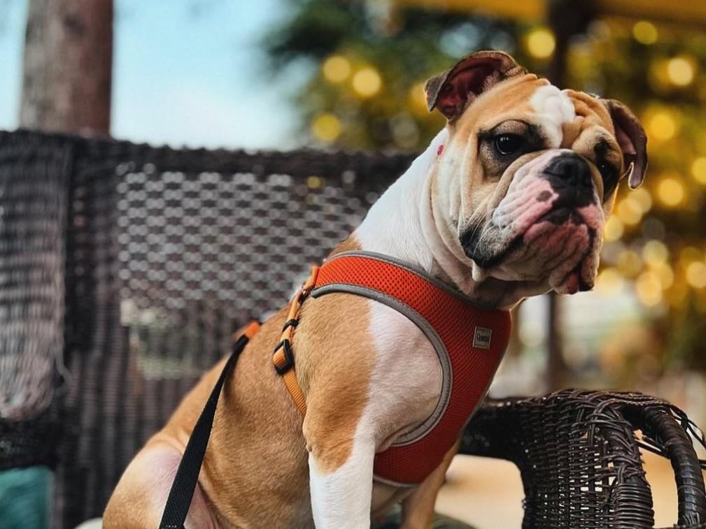 Rodeo Goat Cypress Waters Pet Policy