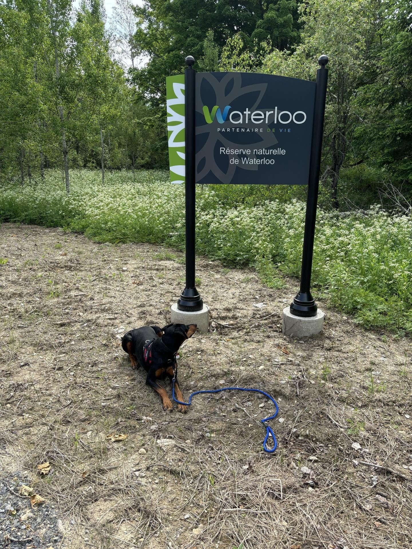 Pet Friendly Waterloo Nature Reserve