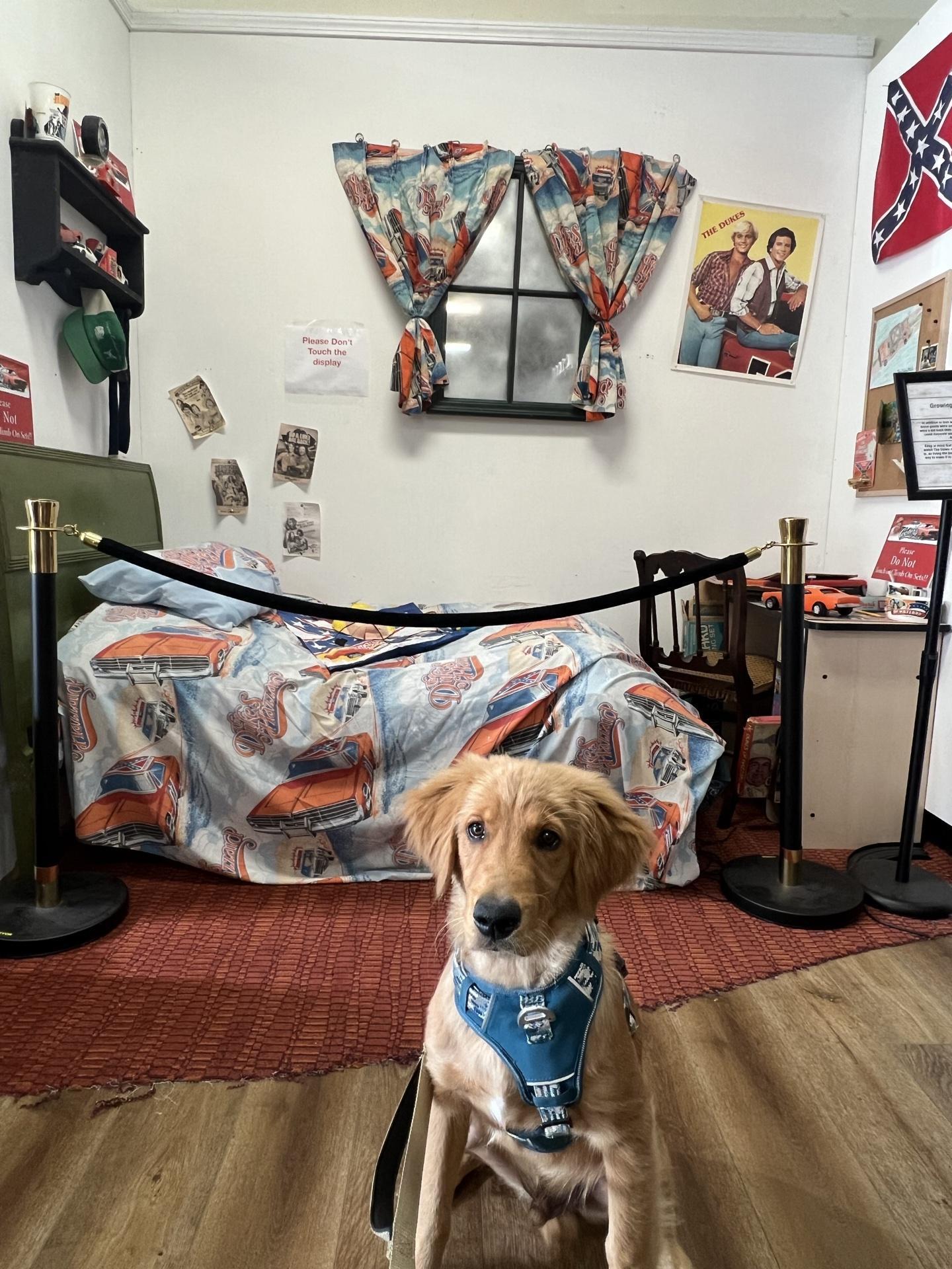 Pet Friendly Cooter's Pigeon Forge