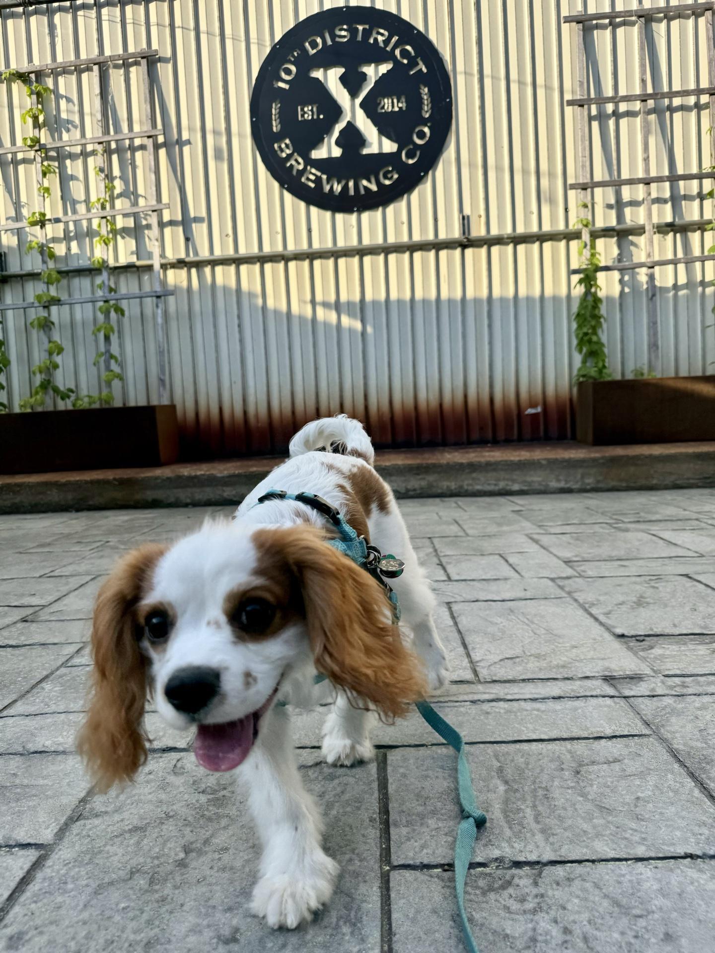 Pet Friendly 10th District Brewing Company