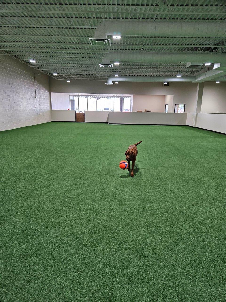 Pet Friendly Stay and Play Indoor Dog Park