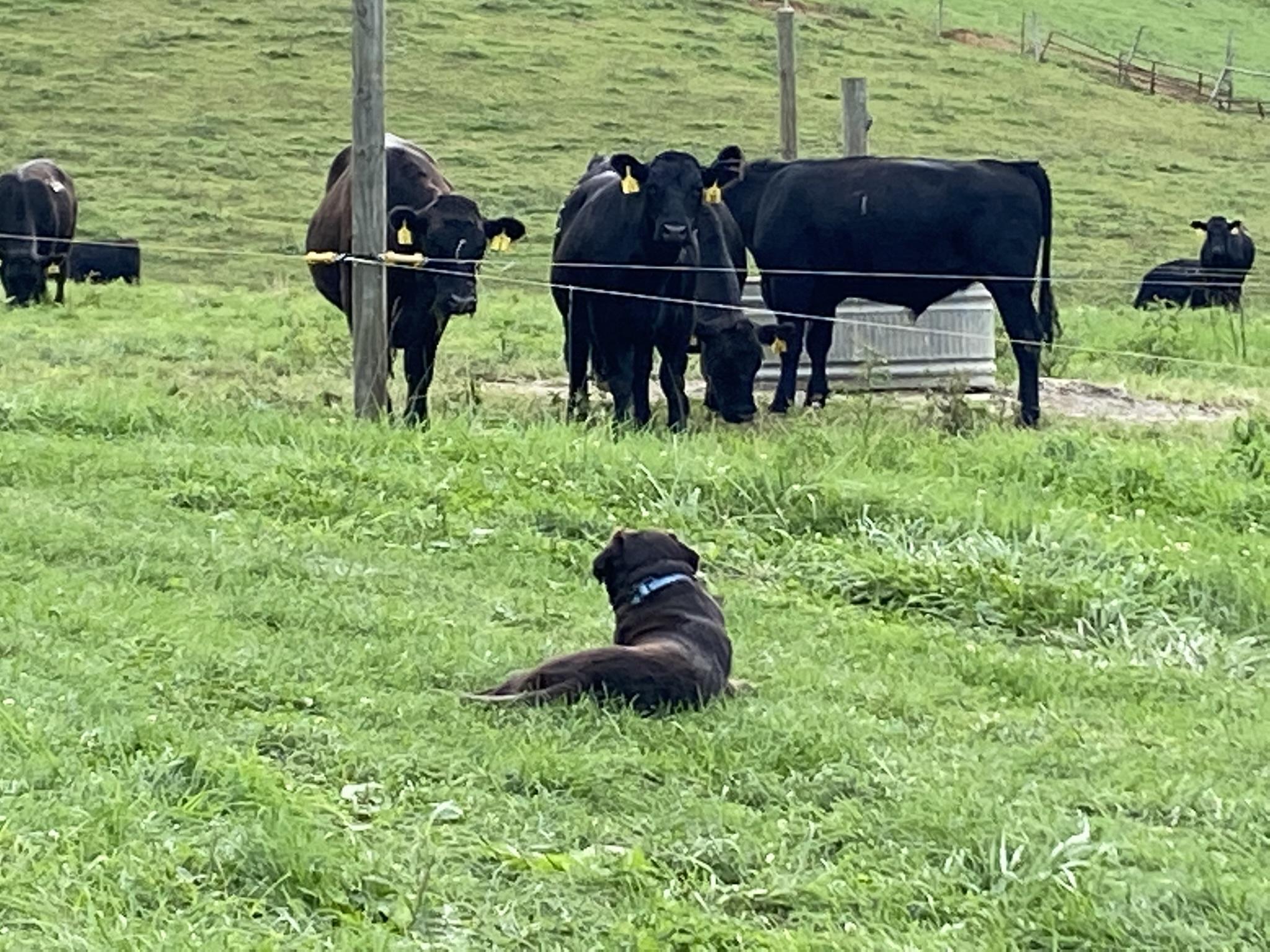 Pet Friendly Shipley Farms Beef