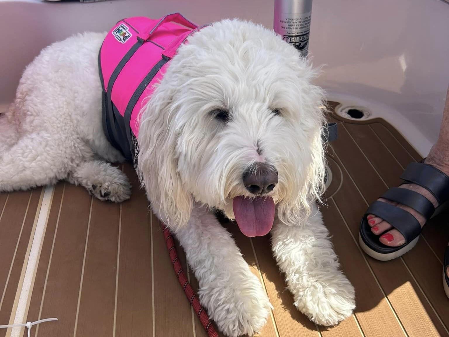 Pet Friendly Old Salty Dog Boat Charters