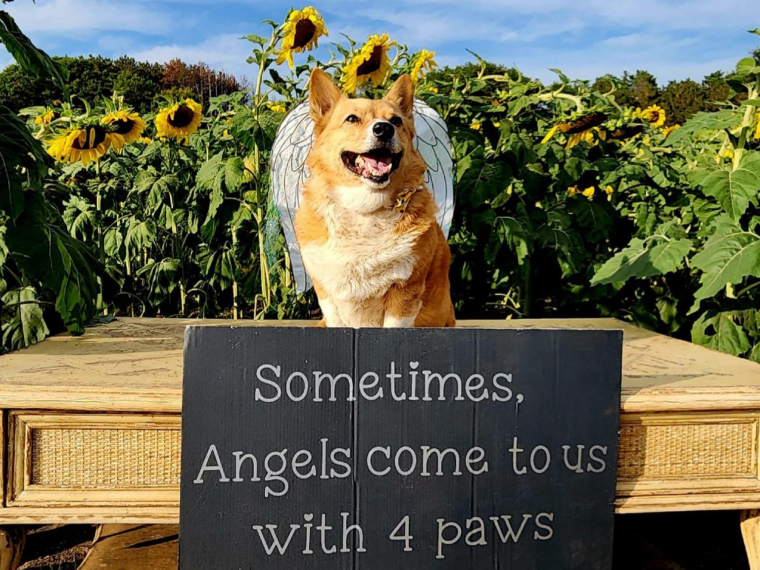 Pet Friendly Andover Sunflower Field