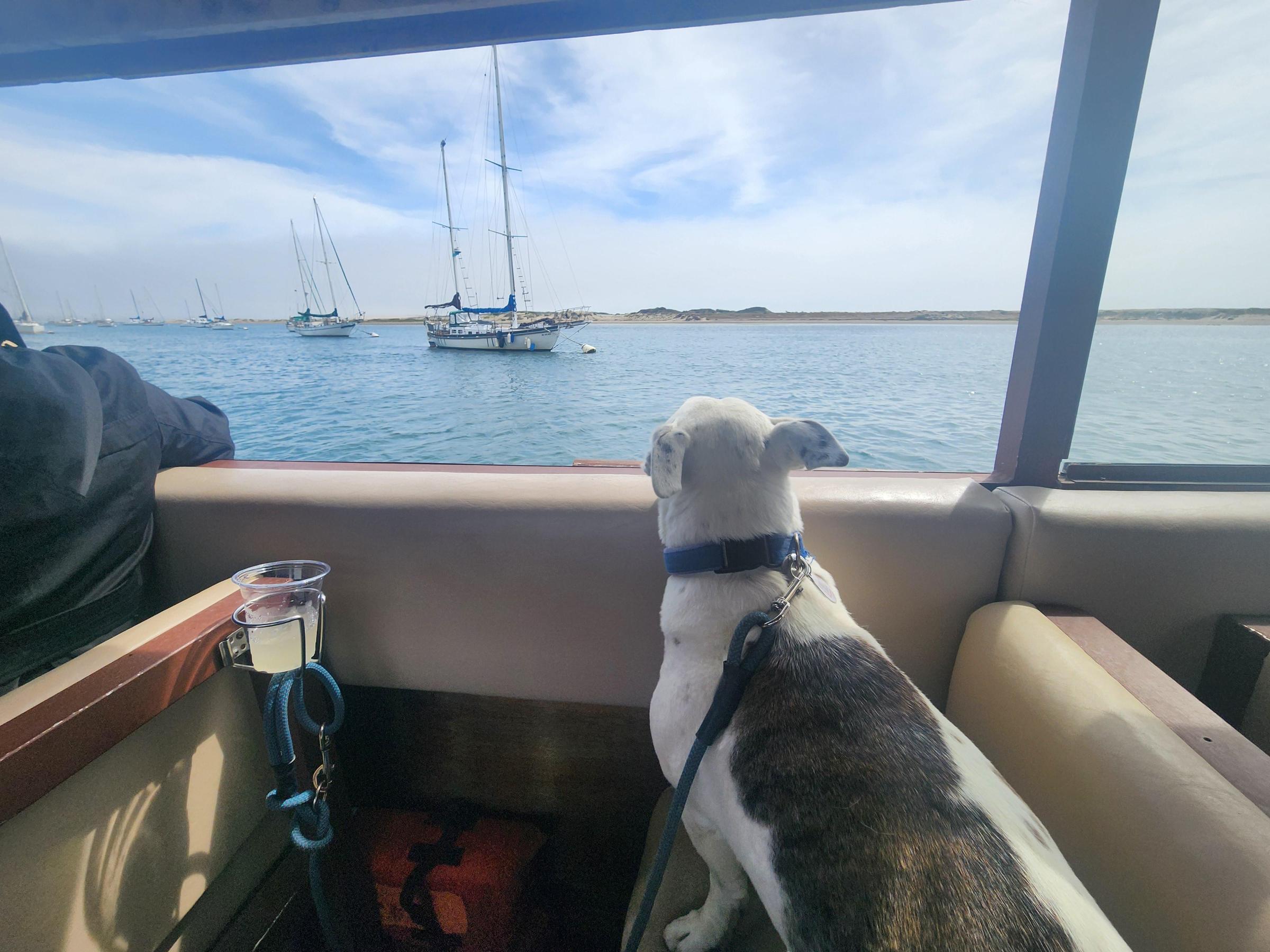 Dog Friendly Activities Bay Area: Explore & Enjoy Together