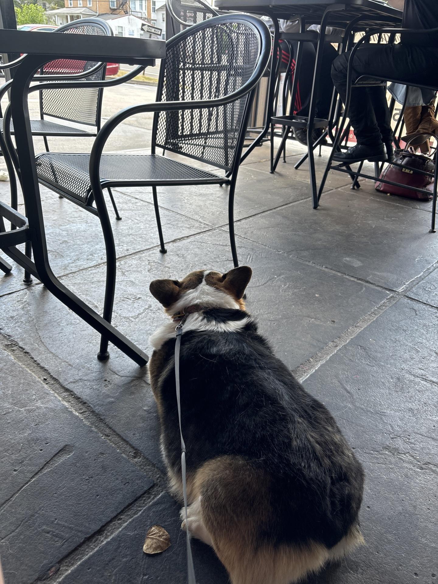 Pet Friendly Fireside Bar and Grille
