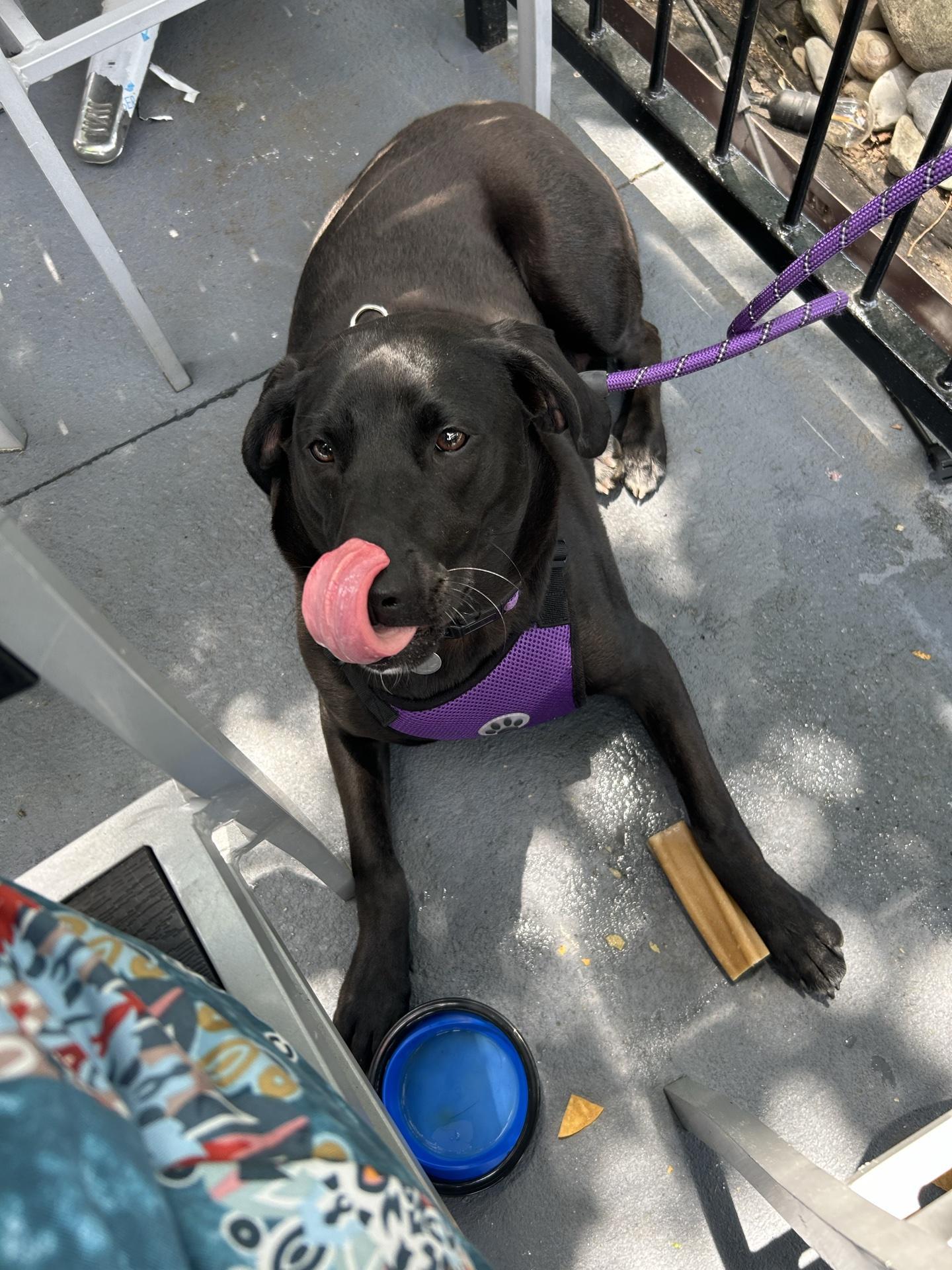 Fiesta Mexicana Garner Pet Policy