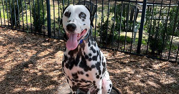 Pet Friendly Sit Means Sit Sorrento