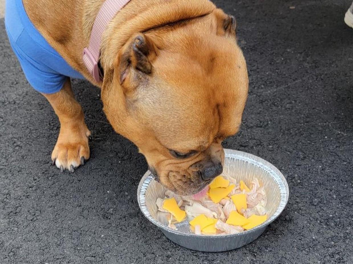 Pet Friendly Uncle Tanks Kitchen and Bar