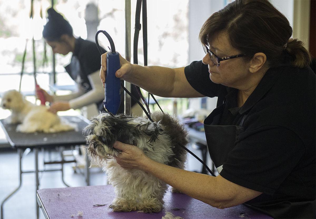 Pet Friendly Dog Grooming School of Pennsylvania