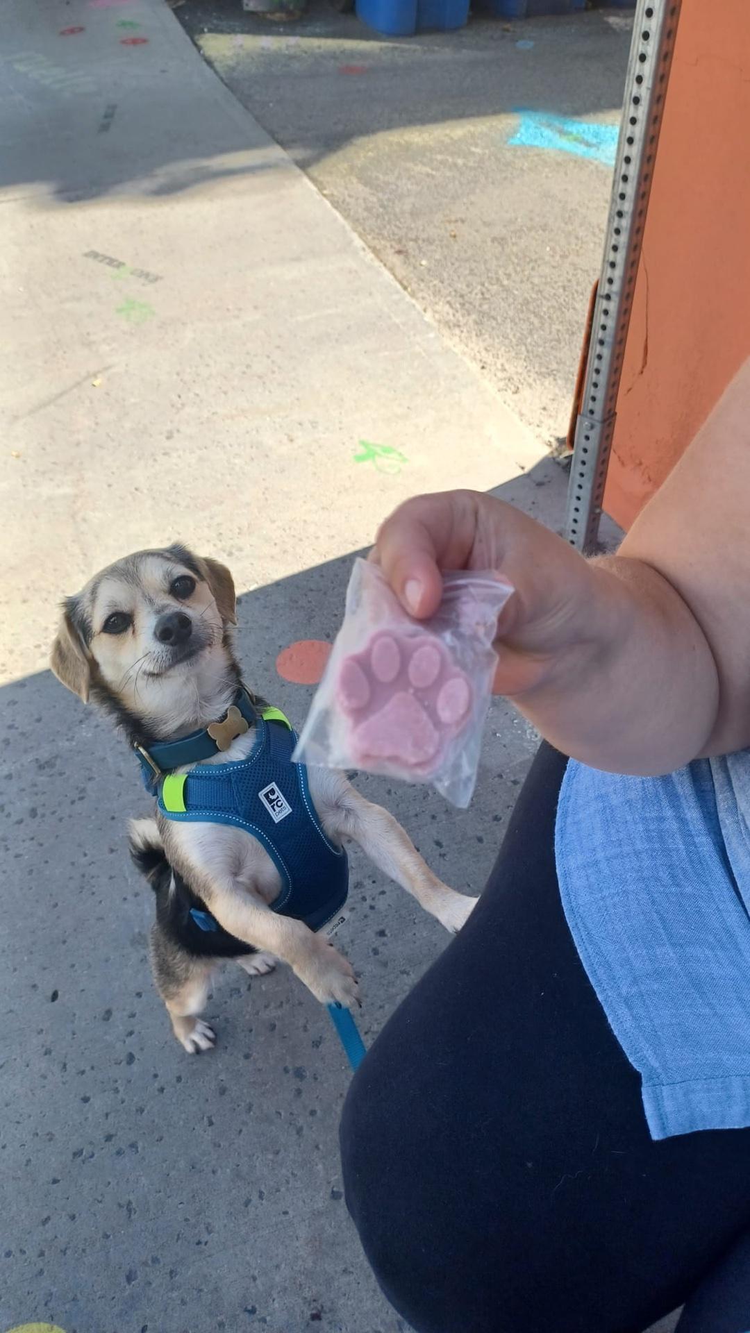 Pet Friendly La p'tite glace d'à côté