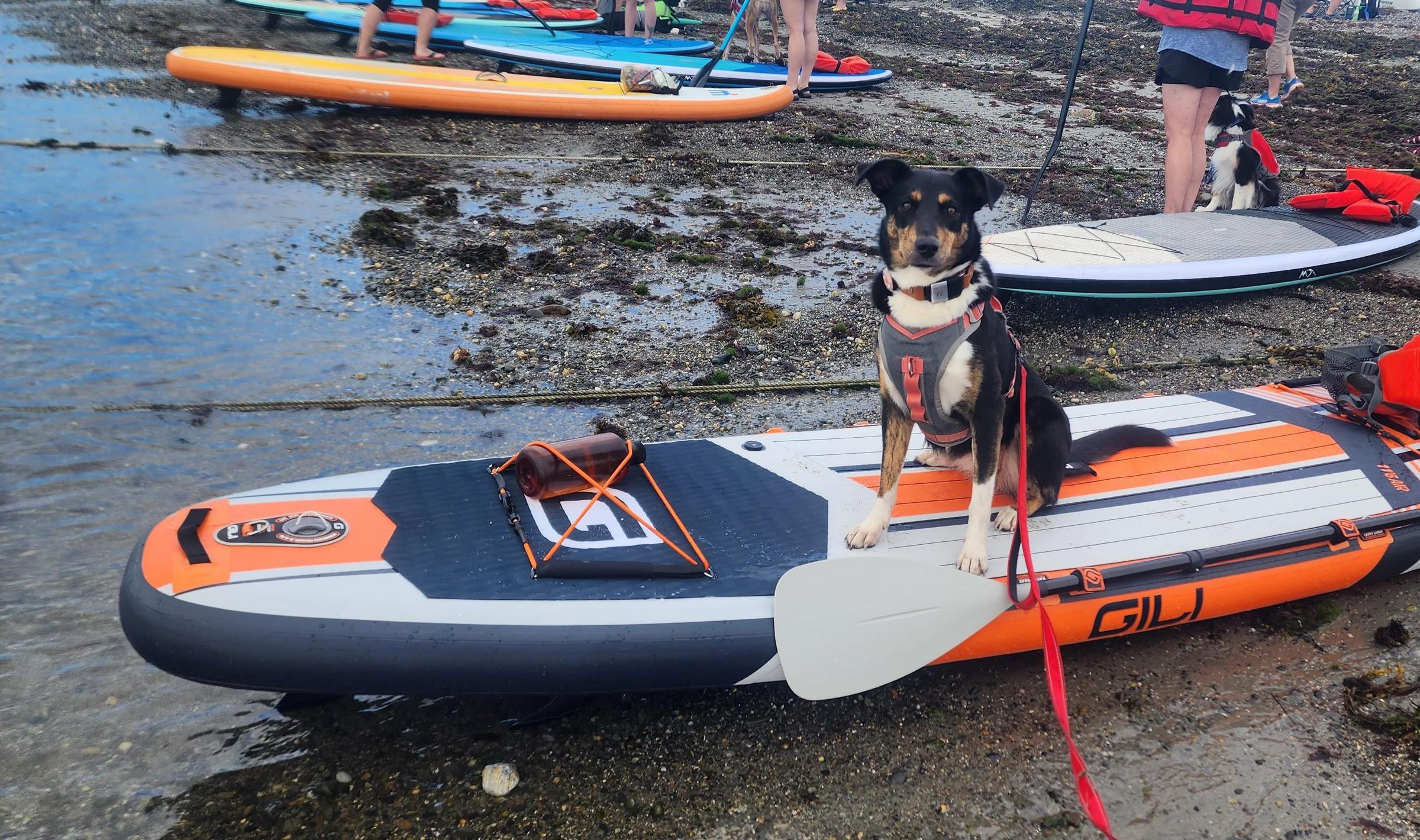 Pet Friendly SUP with Your Pup at Rye Harbor