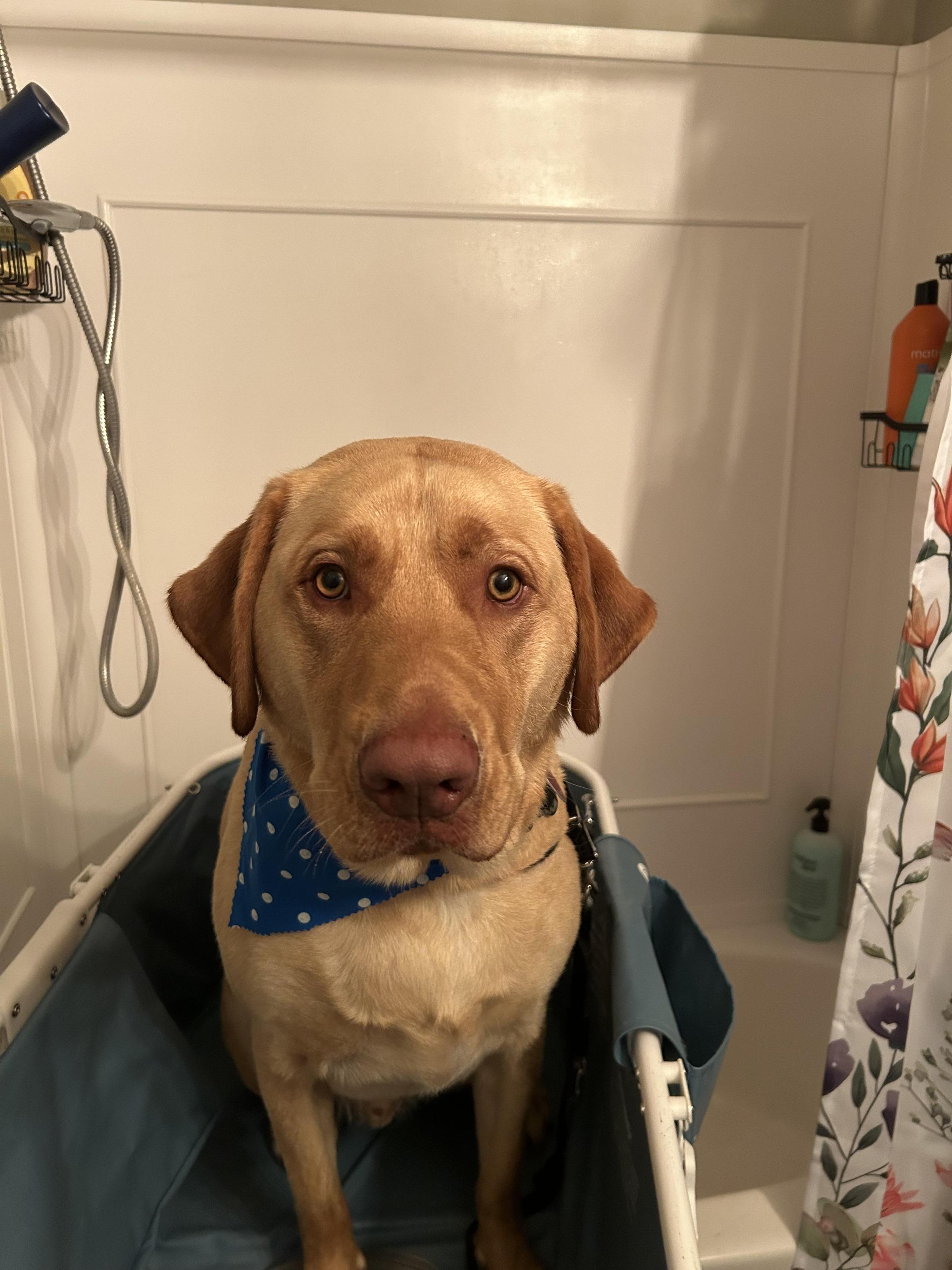 Pet Friendly K9 Convenient Care