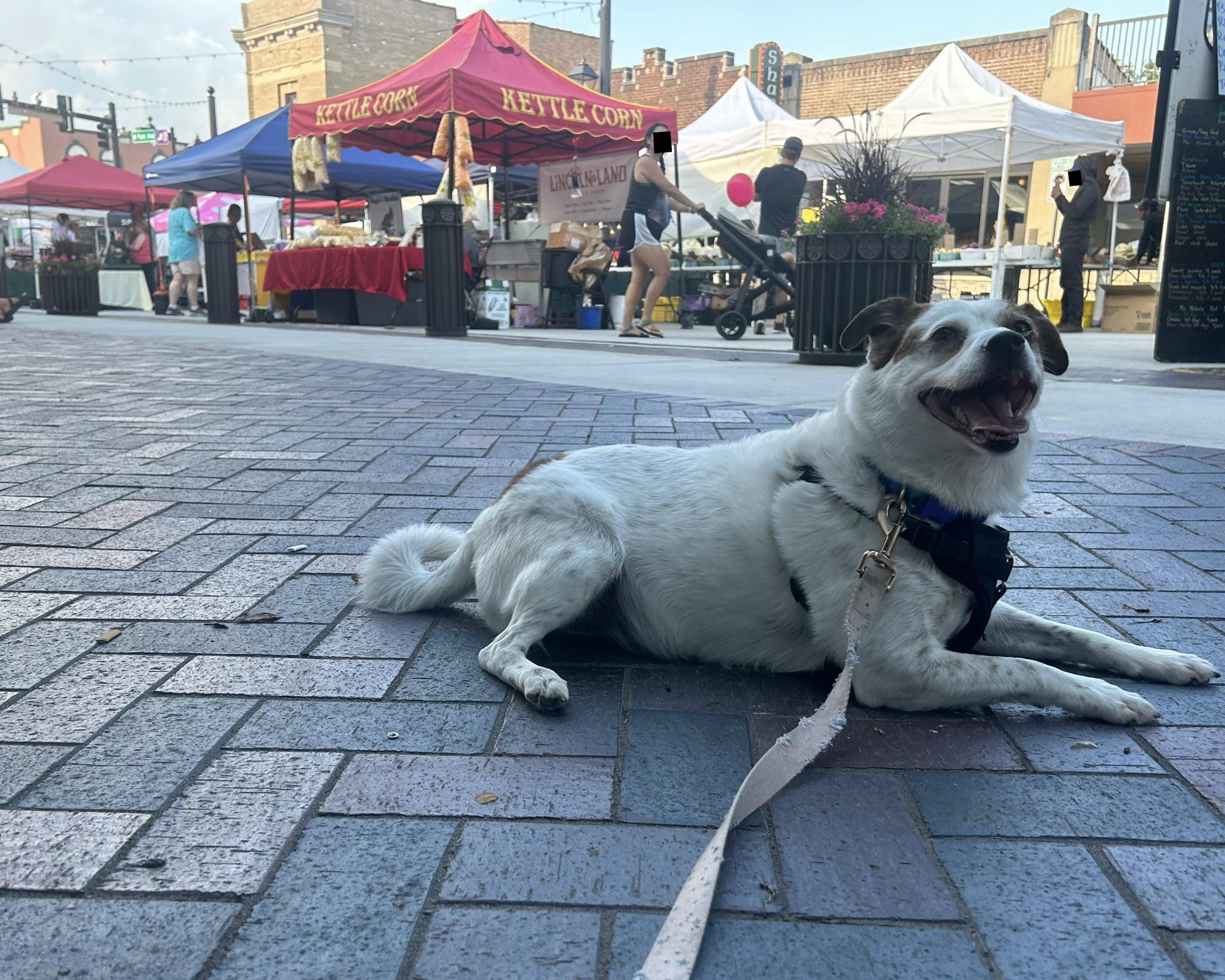 Pet Friendly Lombard Farmers Market