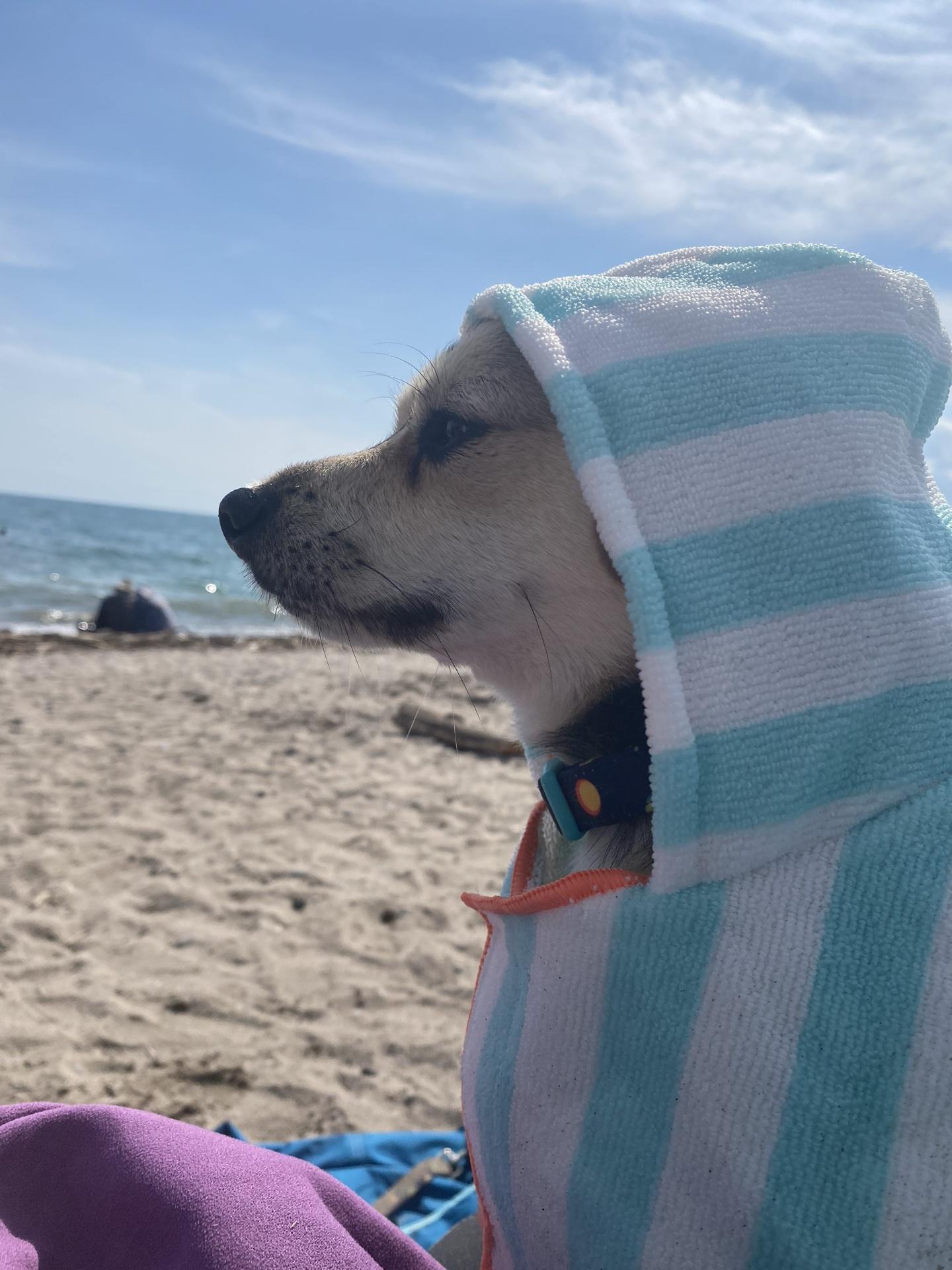 Pet Friendly Beachfront Park