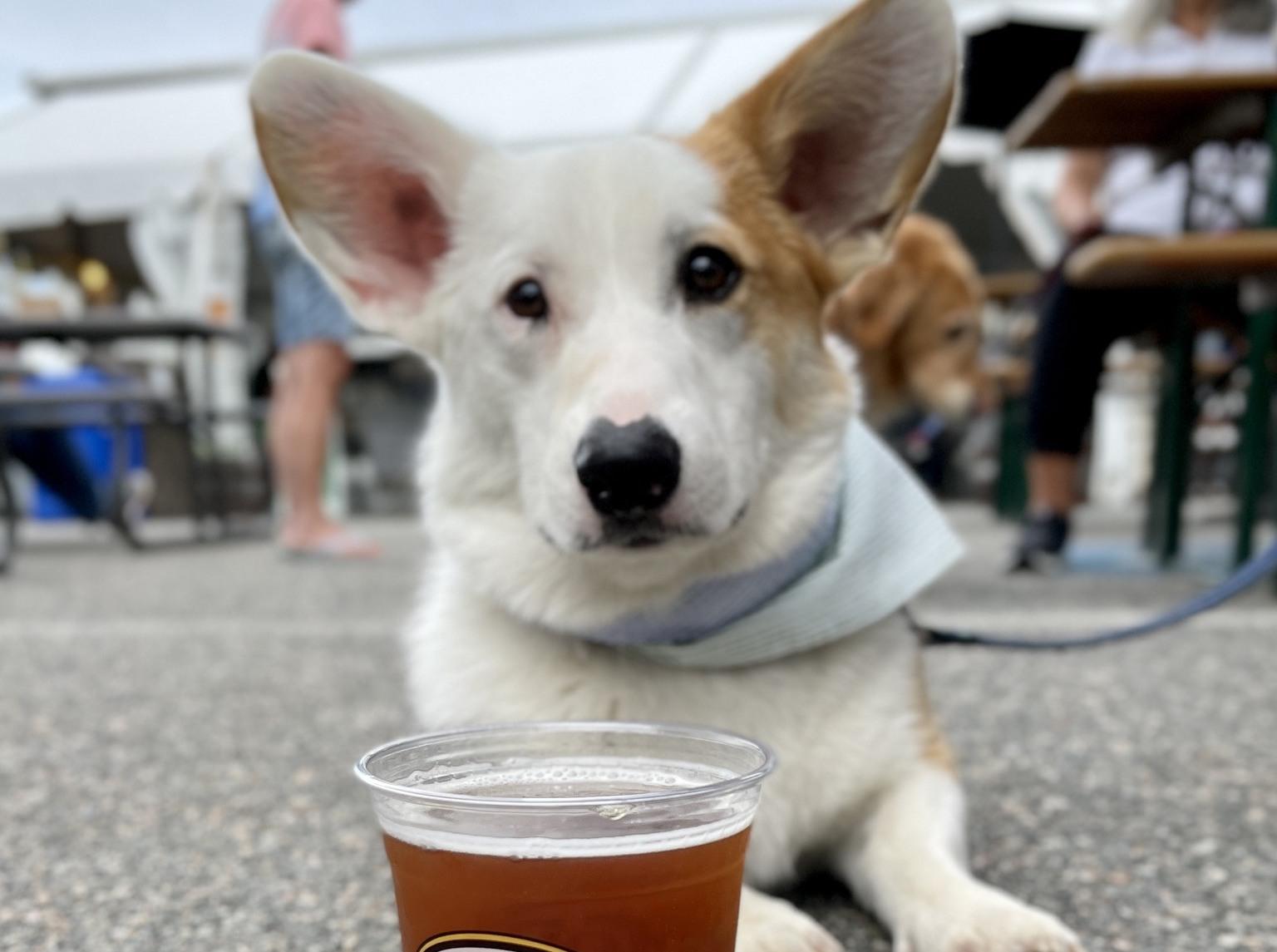 Pet Friendly Dog Days of Summer at Cape Cod Beer