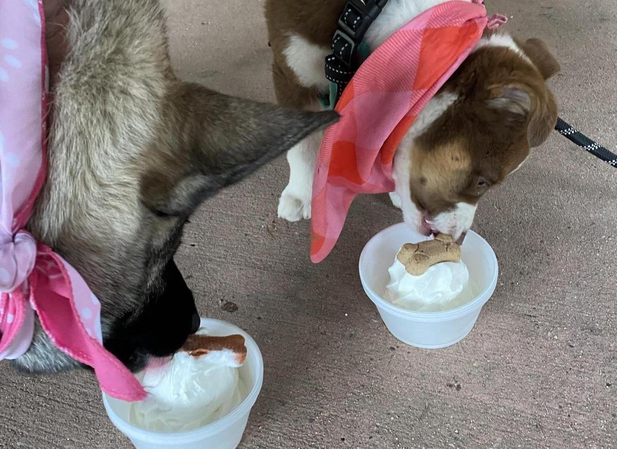 Pet Friendly Sweetie's Ice Cream