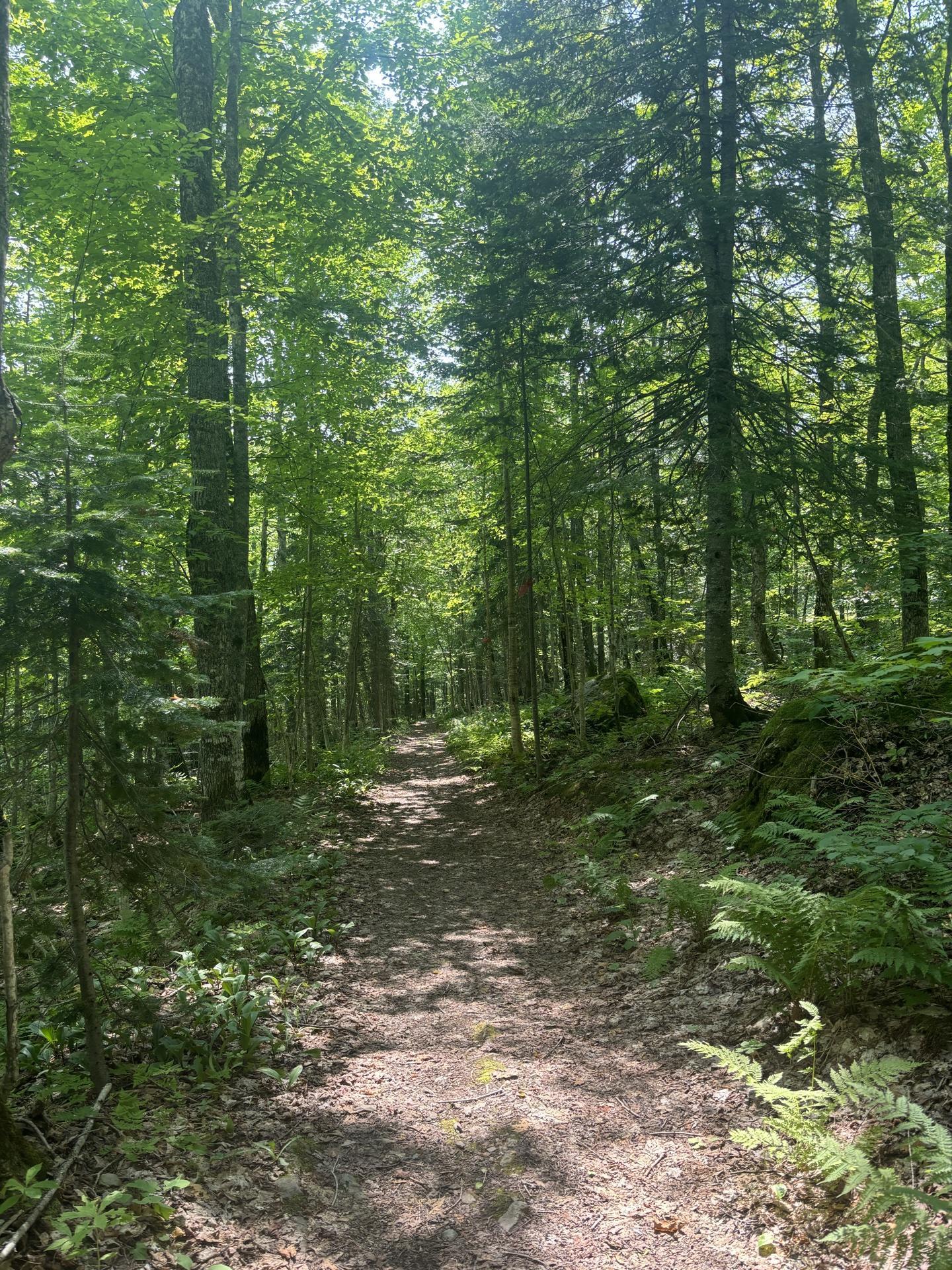 Pet Friendly Trails at Mont-Comi Park