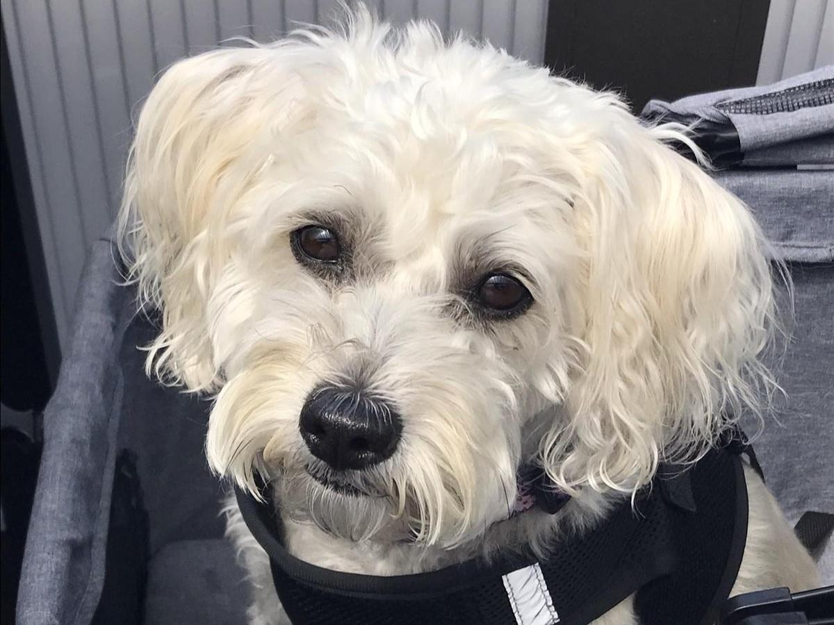 Pet Friendly The Brew Kettle Brunswick