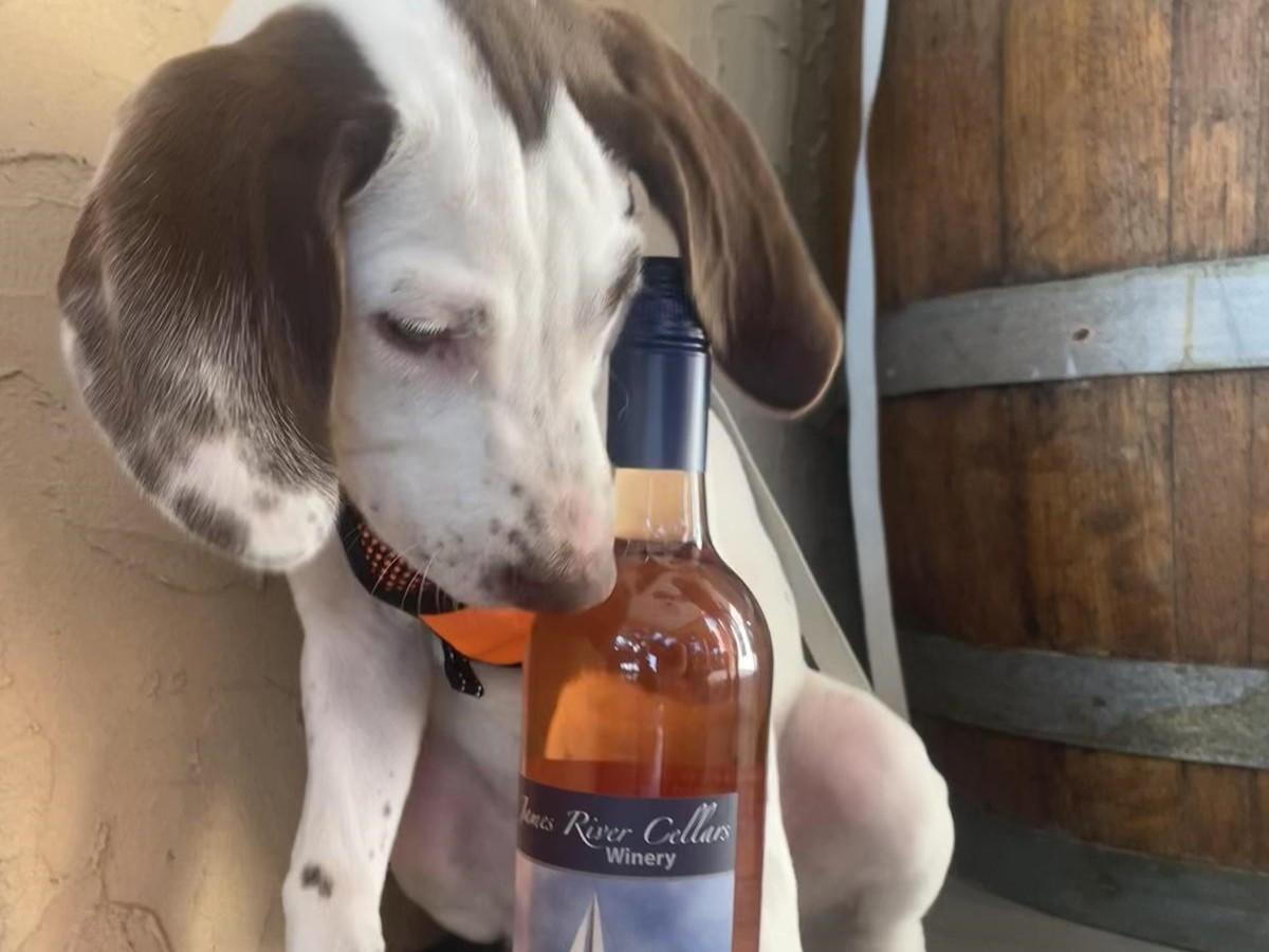 Pet Friendly Fridays at the Pavilion