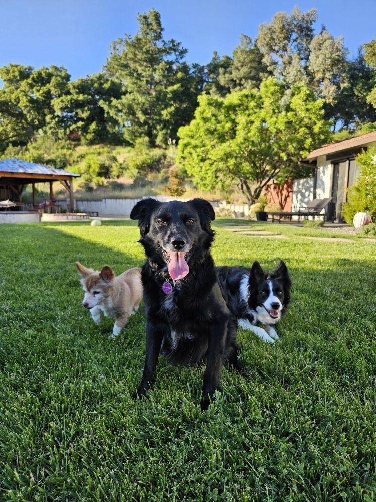 Pet Friendly All Things Pooch