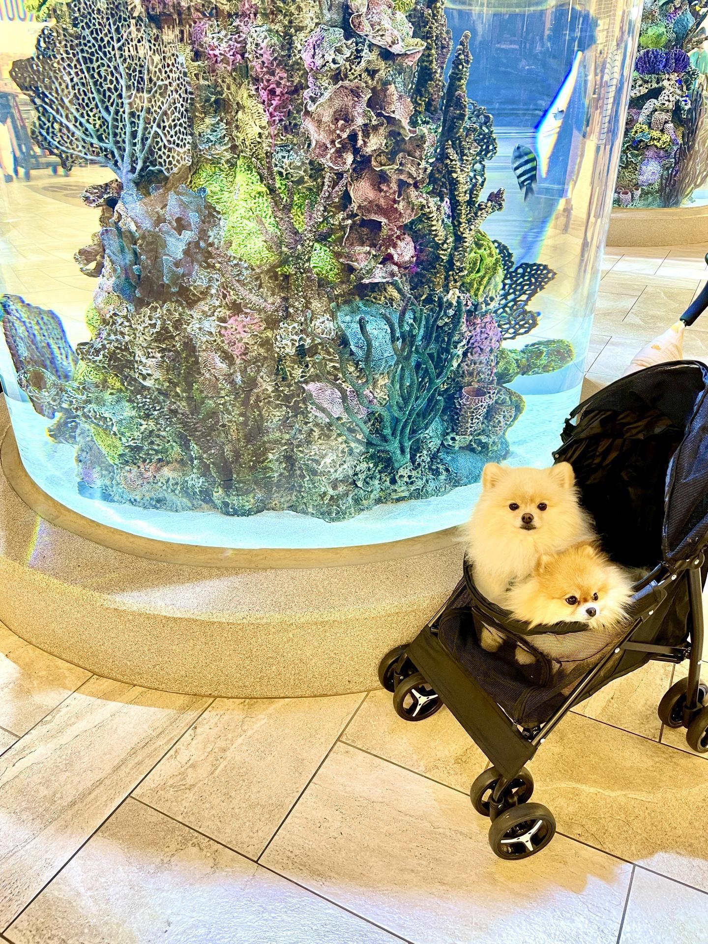 Pet Friendly Scheels Eden Prairie