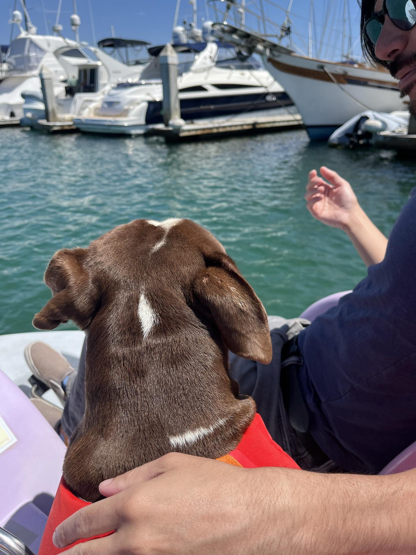 Pet Friendly Ventura Boat Rentals